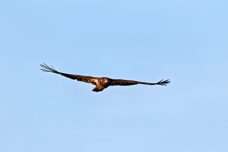 Immature Bald Eagle flying head-on over Charleston Lake Arkansas