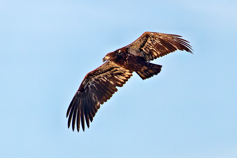 Immature Bald Eagle with wings spread flying over Charleston Lake