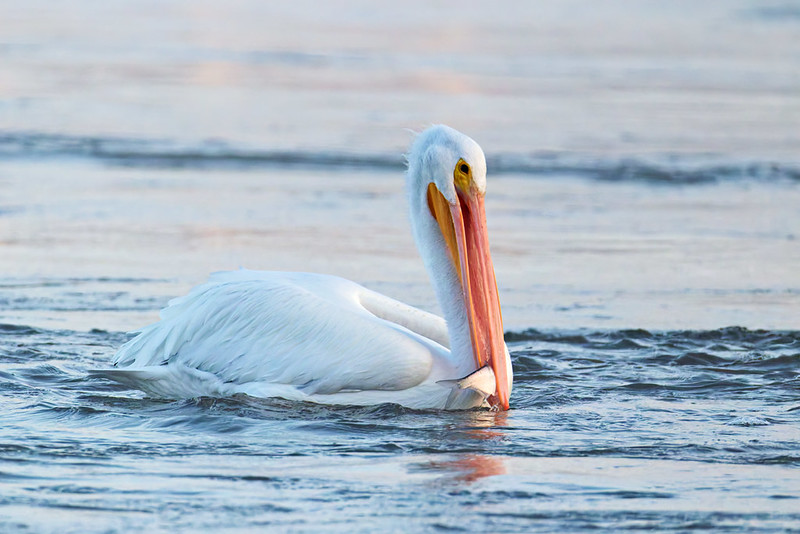 Side view of an American White Pelican holding a fish in its bill on choppy water.