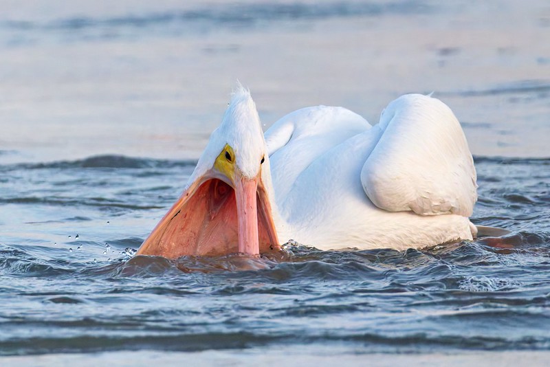 American White Pelican opens its gular pouch while controlling a fish at the surface.