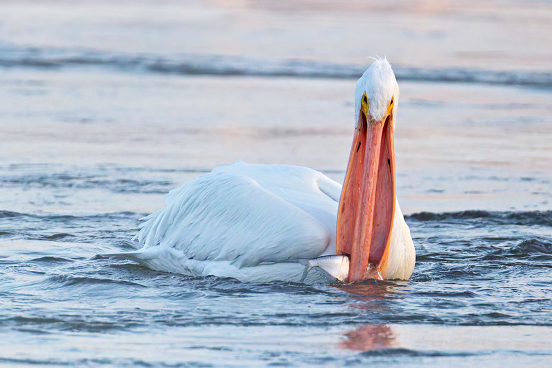American White Pelican holds a fish near the center of its bill while floating in moving water.