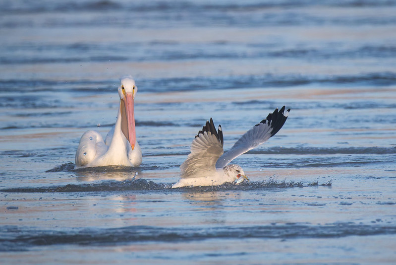 Ring-billed Gull grabbing fish near American White Pelican on Arkansas River
