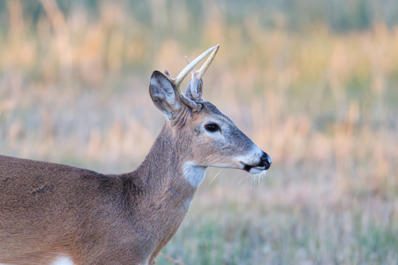 Side profile of a young white-tailed buck with developing antlers.