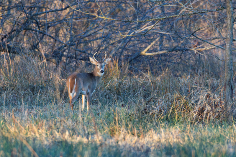 White-tailed buck standing near brush and tall grass in winter habitat.