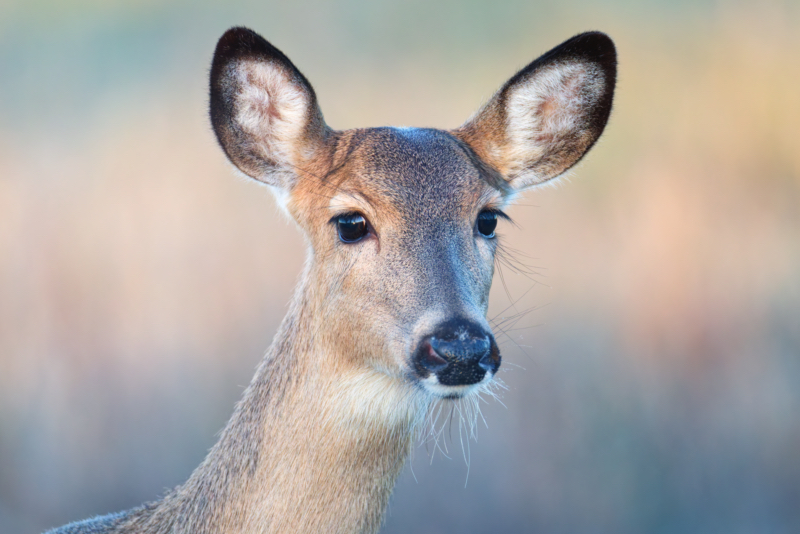 Close-up portrait of a white-tailed doe with ears forward and soft background.