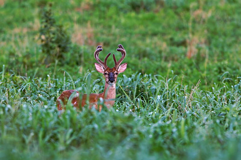 Whitetail buck standing in tall green grass photographed in low light with controlled ISO to preserve detail and reduce noise