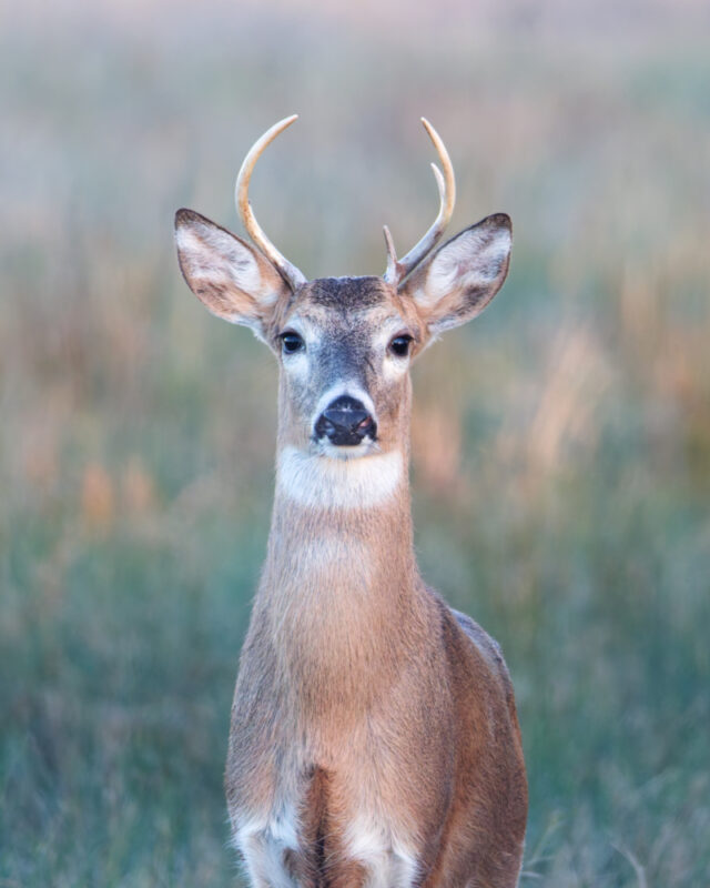 Young white-tailed buck with small antlers standing in open grass.