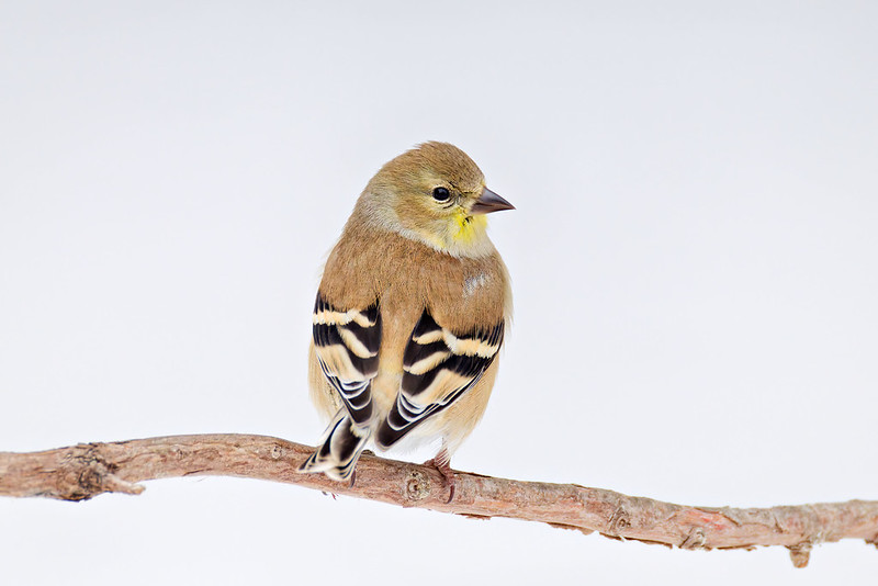 American goldfinch perched in snow light, showing bold wing bars and muted winter colors