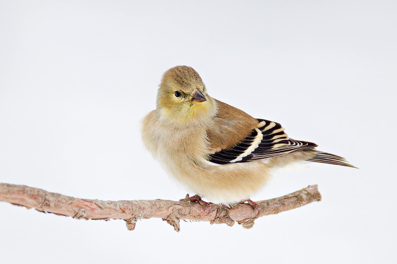 American goldfinch perched on a bare branch against bright snow in an Arkansas backyard