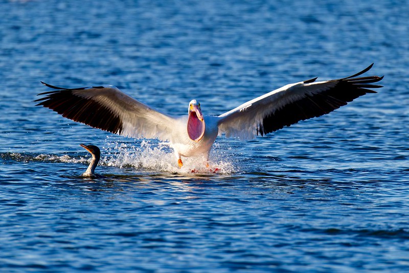 American White Pelican flying toward a Double-crested Cormorant with its bill open at Charleston Lake in Charleston, Arkansas.