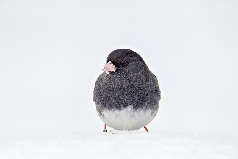 Close-up of a dark-eyed junco in snow with bright white background and soft winter light