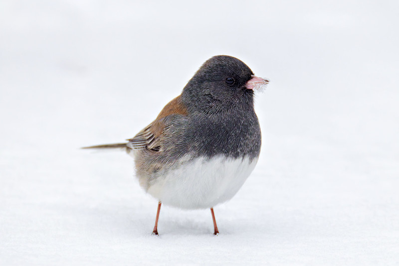 Dark-eyed junco standing on fresh snow in an Arkansas backyard during the first snow of the year
