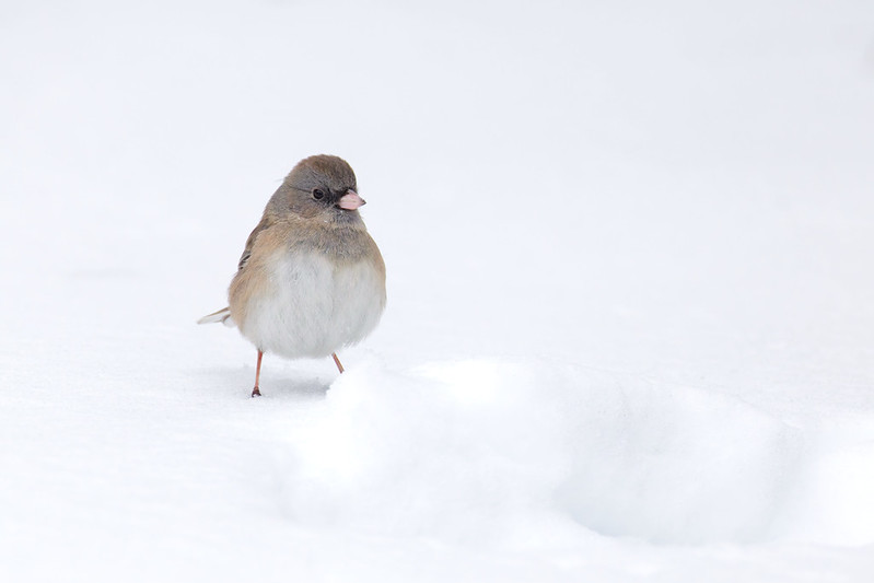 Dark-eyed junco standing in a wide high-key snow scene with lots of negative space