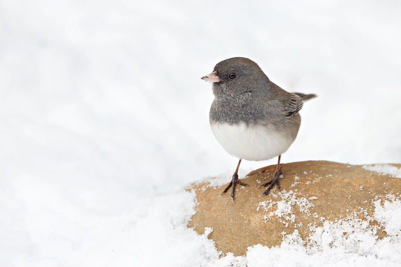 Dark-eyed Junco perched on a rock in the snow in Arkansas