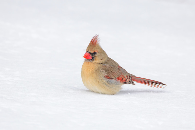 Female northern cardinal standing in fresh snow with red bill and crest accents