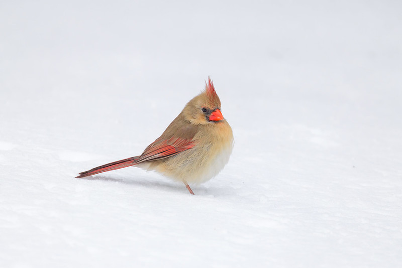 Female Northern Cardinal side view in snow, tail extended, red wing feathers visible