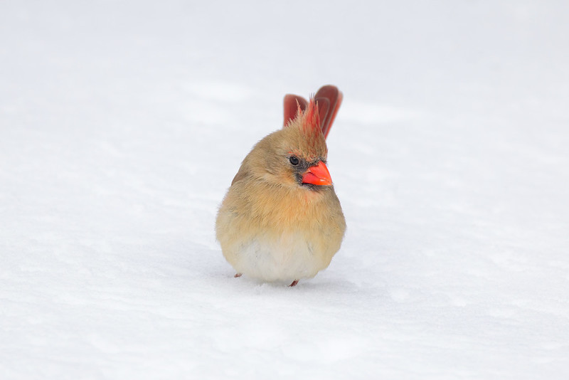 Female Northern Cardinal facing forward in snow, orange-red bill and raised crest
