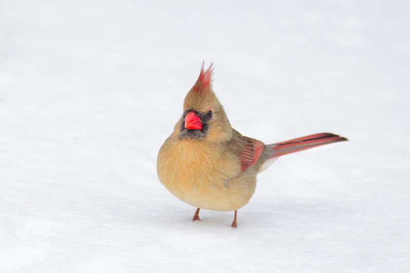 Female Northern Cardinal standing alert in snow, red bill, soft tan plumage