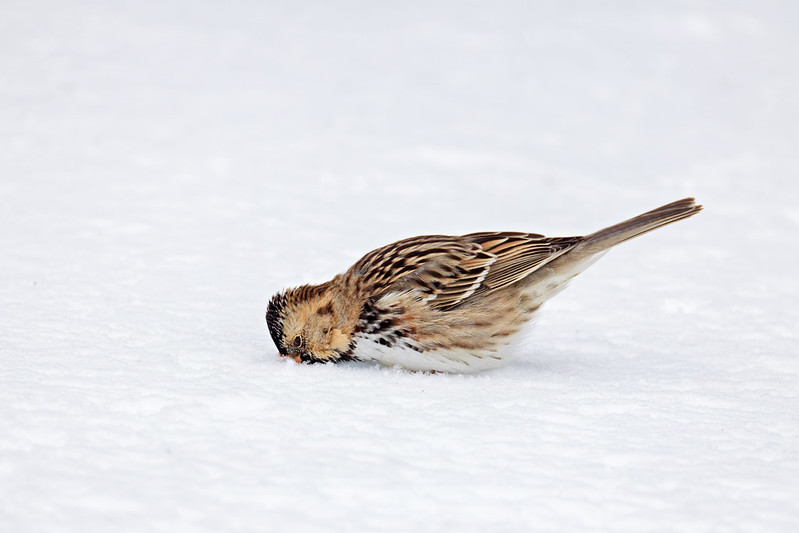 Harris’s sparrow feeding on snow-covered ground, head down searching for seeds
