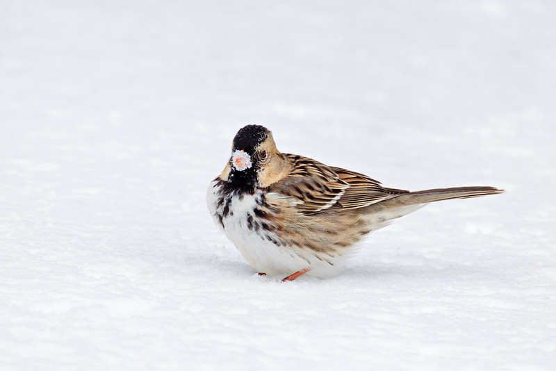 Harris’s sparrow standing on fresh snow with a clean white background in an Arkansas yard