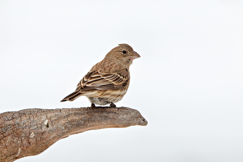 House Finch perched on a log during a snow day in Arkansas