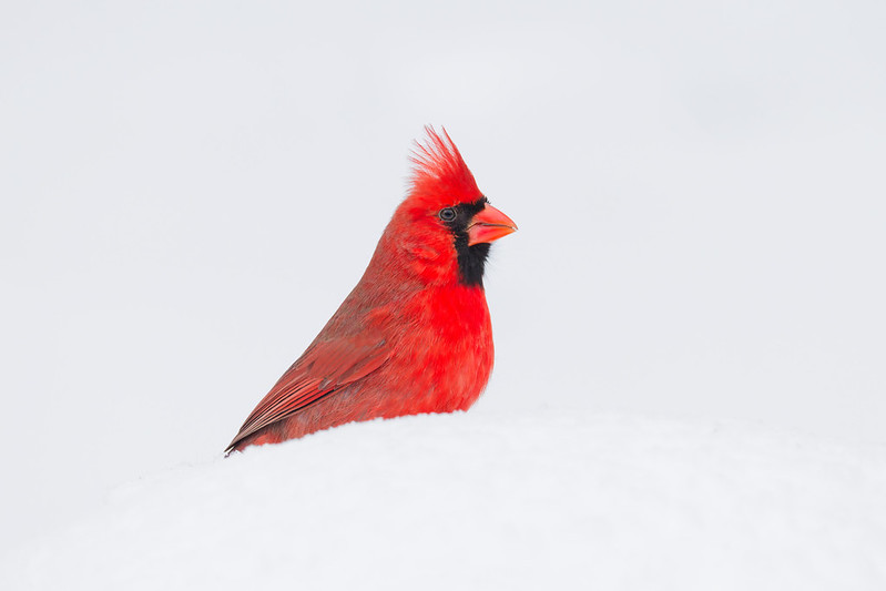Male northern cardinal in profile with bright red plumage and black face mask against white snow