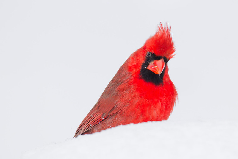 Male northern cardinal sitting in fresh snow with crest raised in an Arkansas backyard