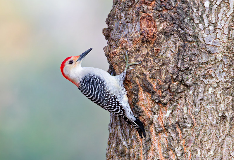 Red-bellied Woodpecker clinging to the side of an oak tree trunk
