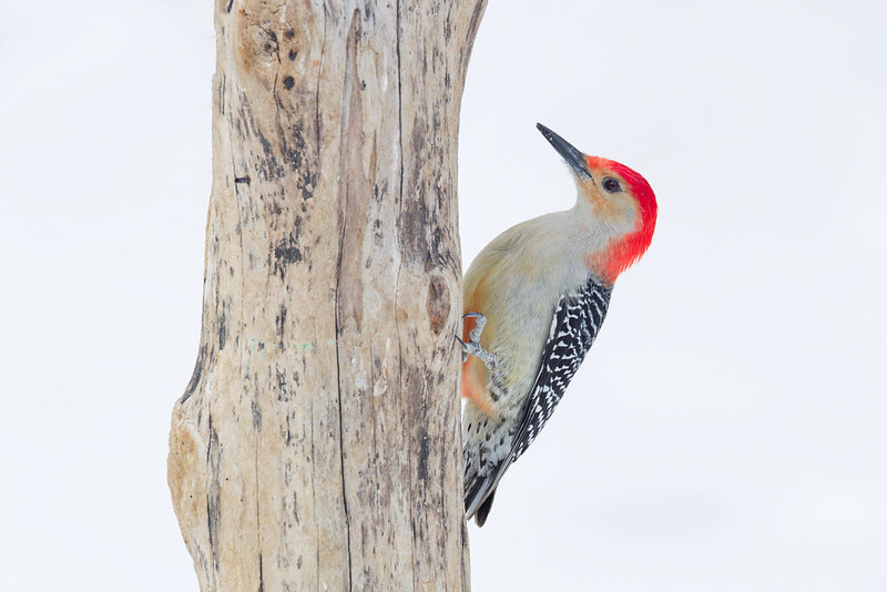 Red-bellied woodpecker clinging to a weathered log suet feeder in an Arkansas yard after a snowstorm