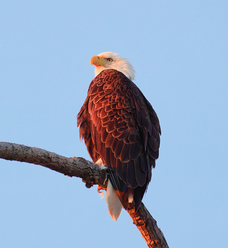 Bald Eagle perched on branch lit by early morning sun at Sequoyah National Wildlife Refuge Oklahoma