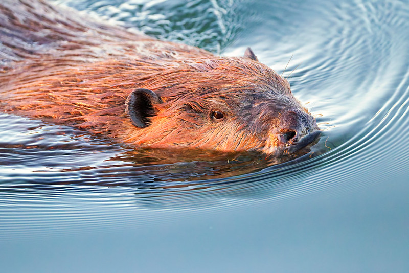 Beaver swimming toward fishing pier Reeves Slough Sequoyah National Wildlife Refuge Oklahoma