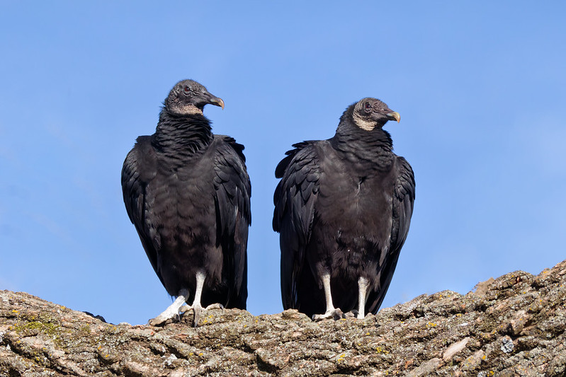 Black Vulture pair perched together near their nesting tree at Sequoyah National Wildlife Refuge in Oklahoma
