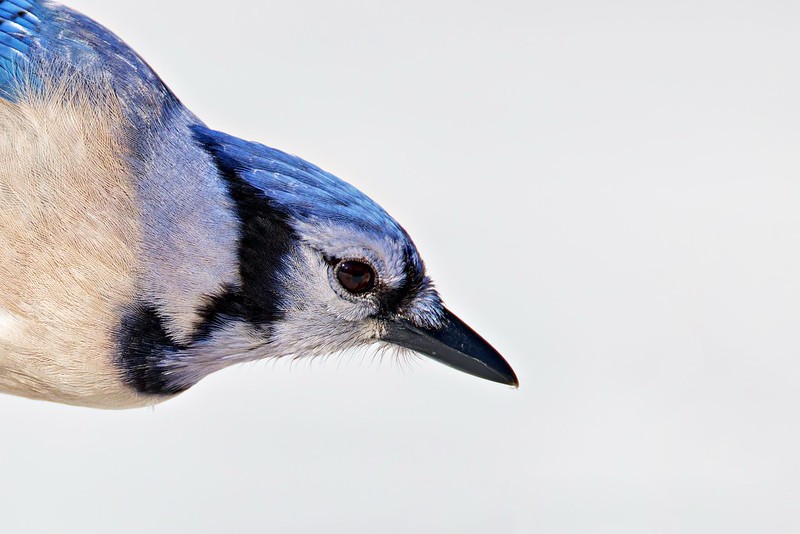 Close view of a Blue Jay perched after snow with a bright white winter background in an Arkansas yard