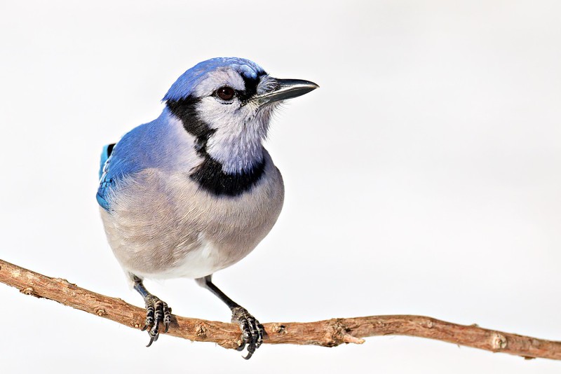 Blue Jay perched on a bare branch with a bright snowy background in an Arkansas backyard