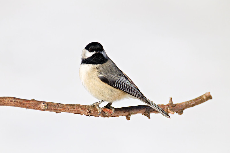 Carolina Chickadee perched on a bare branch against fresh snow in an Arkansas backyard