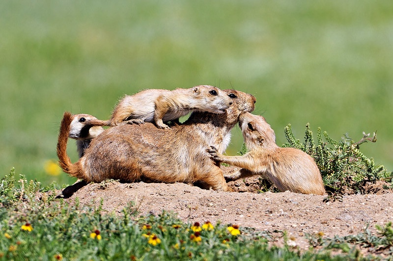 Prairie dogs photographed at eye level from ground level as they wrestle on a dirt mound with a softly blurred grassy background.