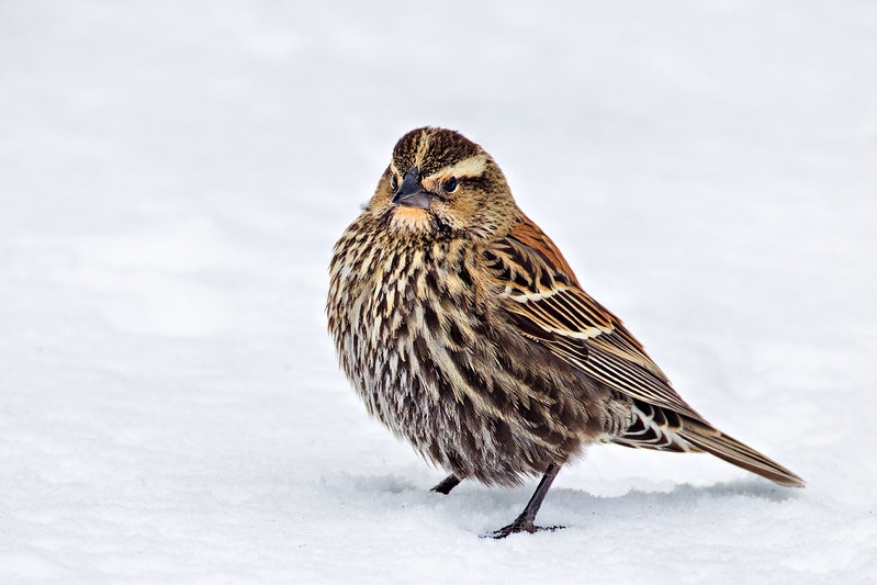 Female Red-winged Blackbird standing on fresh snow in an Arkansas backyard after a winter storm