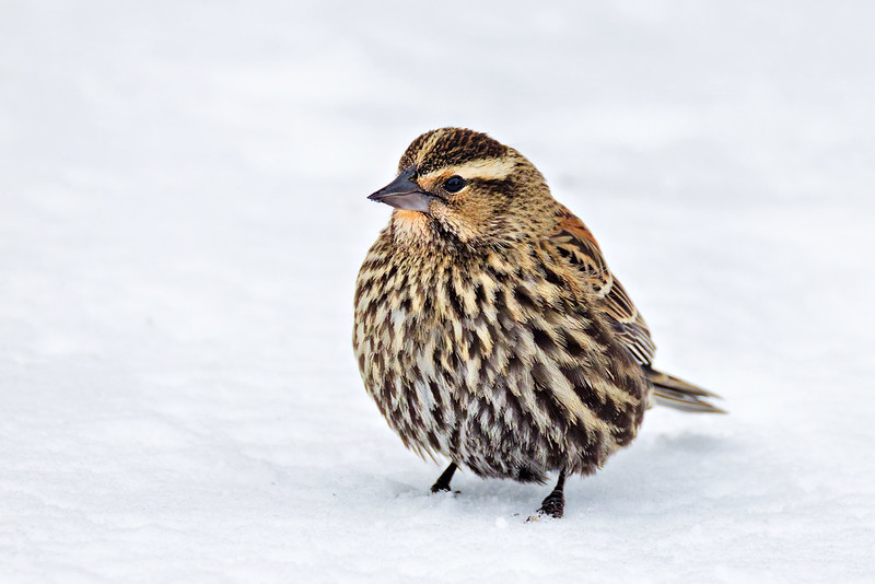 Female Red-winged Blackbird in side profile standing on fresh snow in an Arkansas backyard after a winter storm