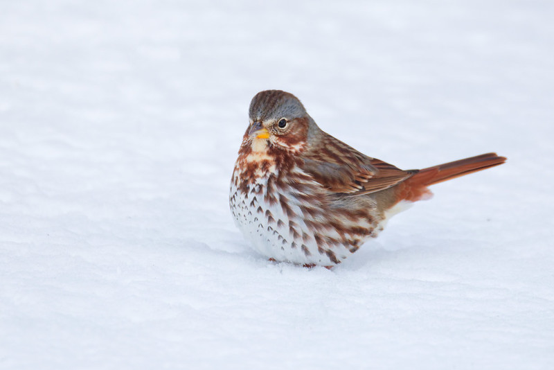 Fox Sparrow sitting in fresh snow in an Arkansas backyard after a winter storm