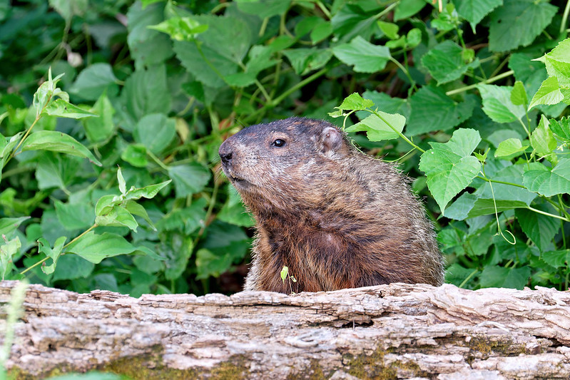 Groundhog sitting behind a fallen log with green leaves and vines in the background.