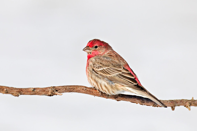 Male house finch perched on a bare branch against a snowy background in an Arkansas yard