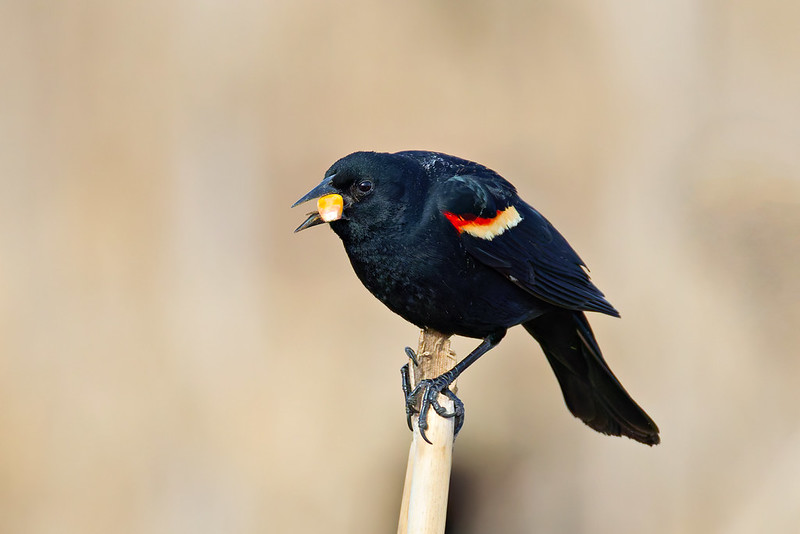 Male Red-winged Blackbird perched on a corn stalk holding a kernel of corn in its beak