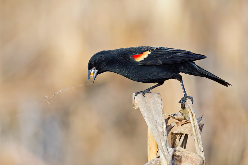 Male Red-winged Blackbird tossing corn while feeding at Sequoyah National Wildlife Refuge Oklahoma
