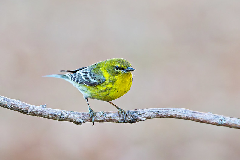 Pine Warbler perched on a bare branch in a backyard setting showing yellow breast and olive back