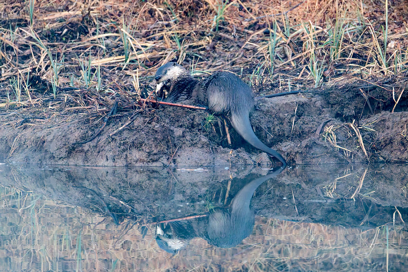 River Otter eating fish on bank at Sequoyah National Wildlife Refuge in Oklahoma