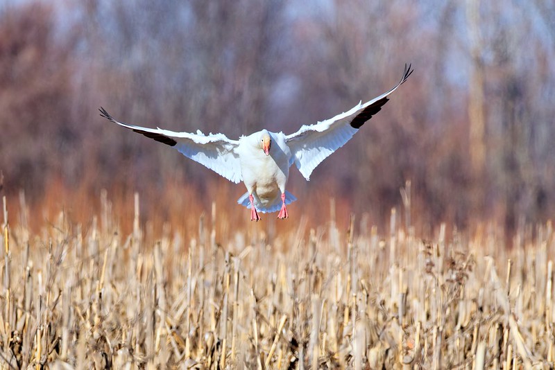 Snow Goose landing over a corn field at Sequoyah National Wildlife Refuge in Oklahoma on February 9, 2026