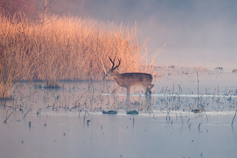 White-tailed buck wades through shallow marsh water in morning fog beside tall golden gra