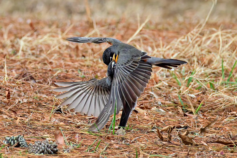 American Robins grappling in a territorial fight with wings spread wide