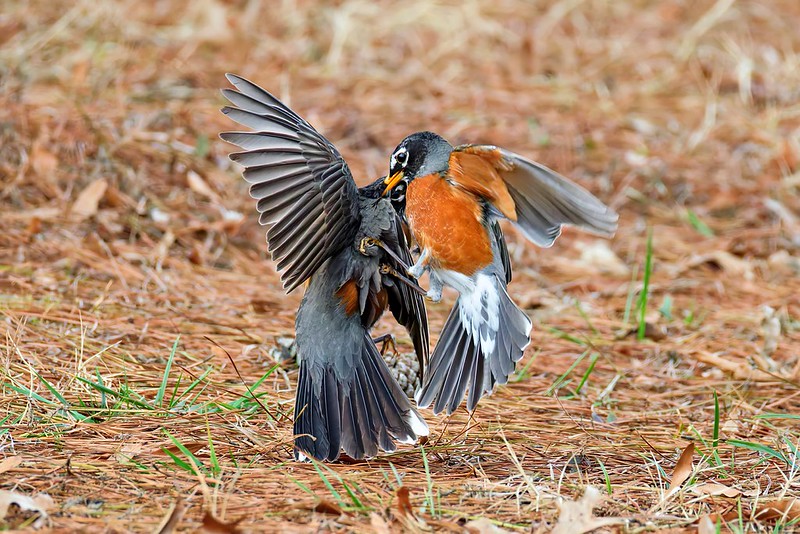 Two American Robins locked in a territorial fight on a pine needle-covered lawn
