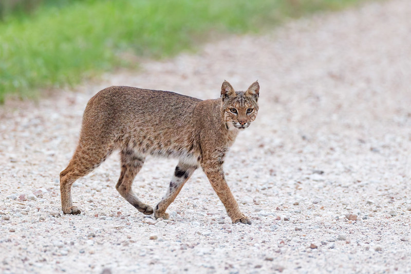 Bobcat turning on the gravel auto tour road before slipping into the trees